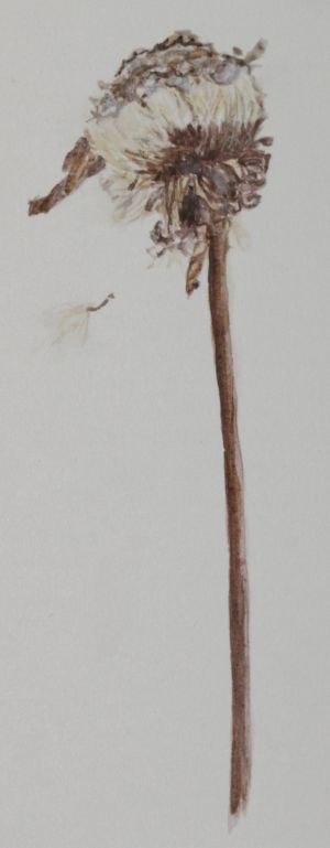 seed head